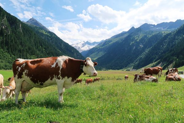 cows